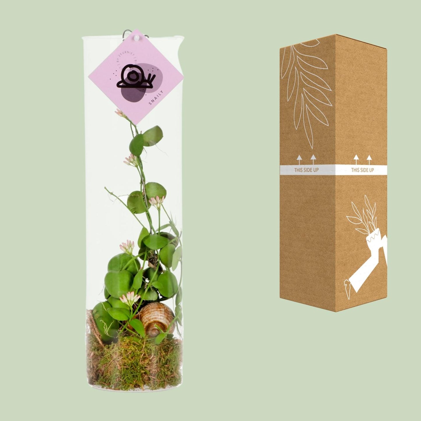 Dischidia Ameisenpflanze – Exotische, pflegeleichte Zimmerpflanze Ø11 cm