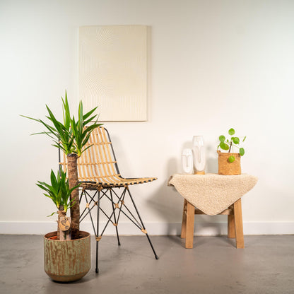 Yucca Palmlilie mit Topf – 100 cm, Ø 21 cm