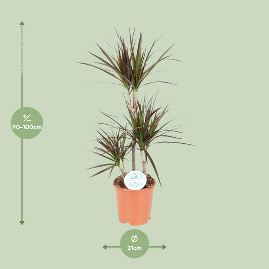 Dracaena Magenta – Pflegeleichter Drachenbaum Ø21cm, 95cm hoch