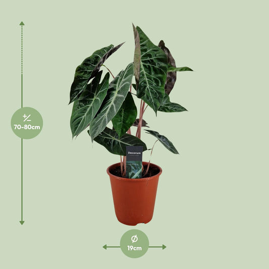 Alocasia Pink Dragon – Tropische Zimmerpflanze Ø19cm