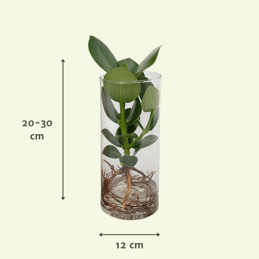 Clusia Hydroponie-Pflanzenmix im Cylinder Glas Ø12cm