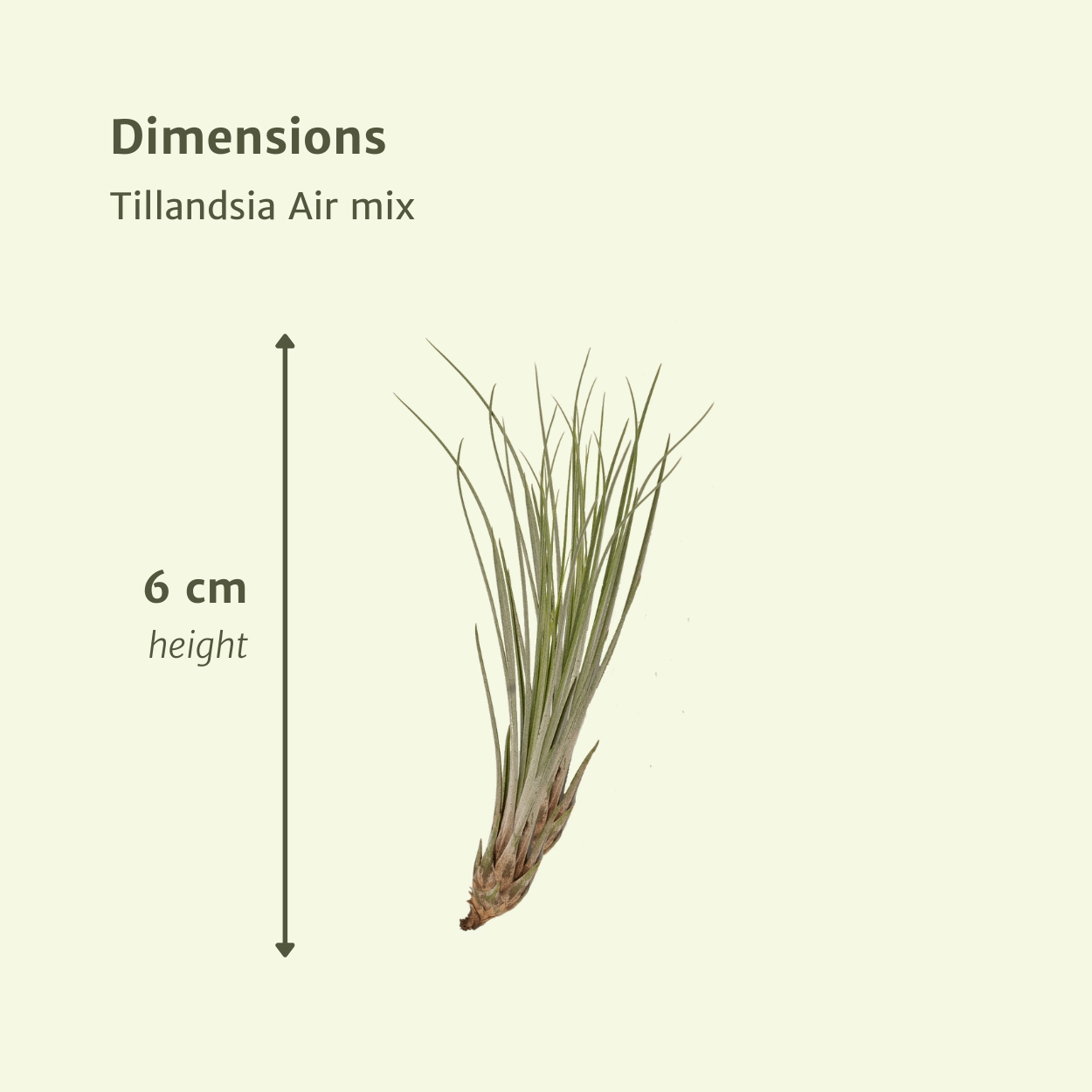 Tillandsia Air Mix – 5 pflegeleichte Luftpflanzen 6 cm