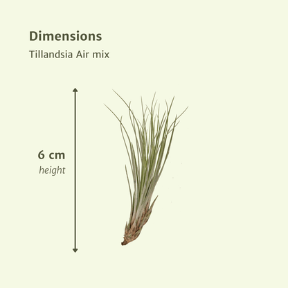 Tillandsia Air Mix – 5 pflegeleichte Luftpflanzen 6 cm