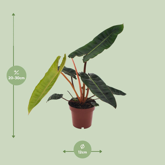 Philodendron Billietiae – Pflegeleichte Zimmerpflanze Ø12cm