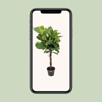 Ficus Lyrata – Trendige und pflegeleichte Zimmerpflanze Ø27cm