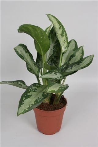 Aglaonema Jubilee Compacta – Luftreinigende Zimmerpflanze Ø12cm