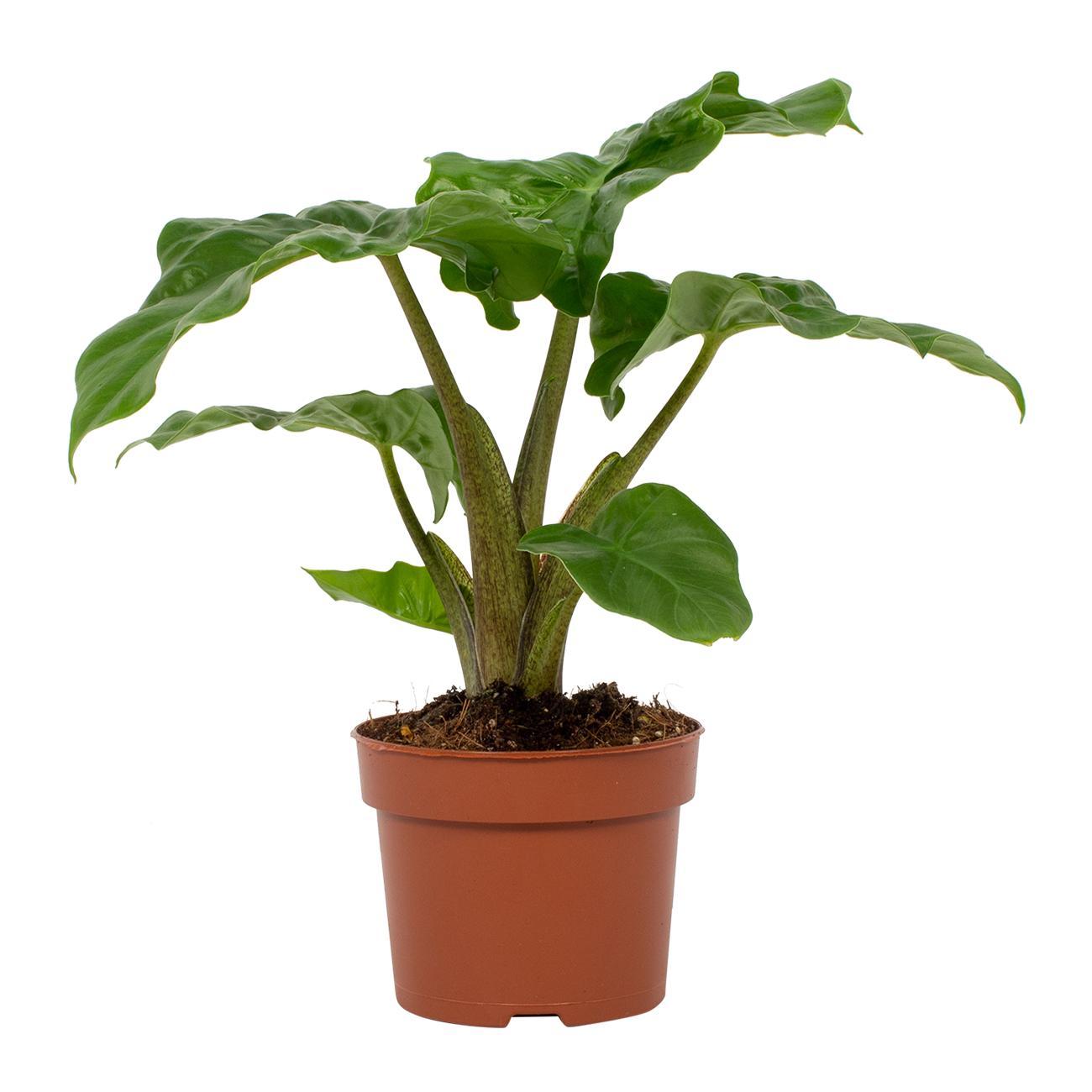 Alocasia Low Rider – Tropische, pflegeleichte Zimmerpflanze Ø12cm