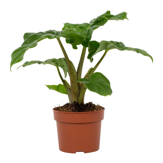 Alocasia Low Rider – Tropische, pflegeleichte Zimmerpflanze Ø12cm
