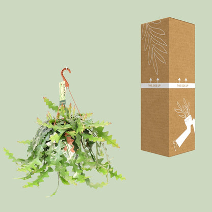 Kaktus-Königin der Nacht – Exotische Hängepflanze 21cm Topf