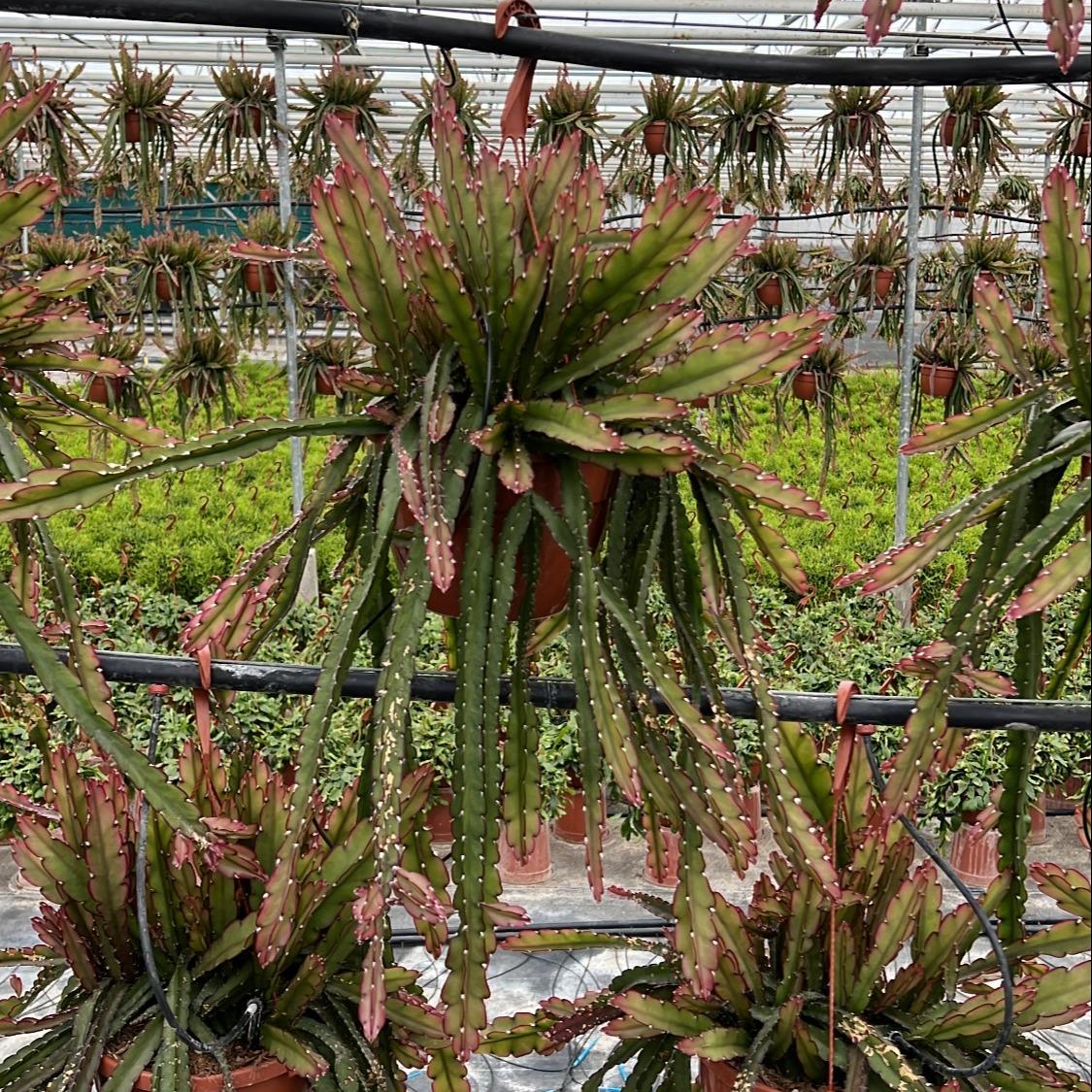 Lepismium Cruciforme Red Tip – Pflegeleichte Hängepflanze Ø21 cm