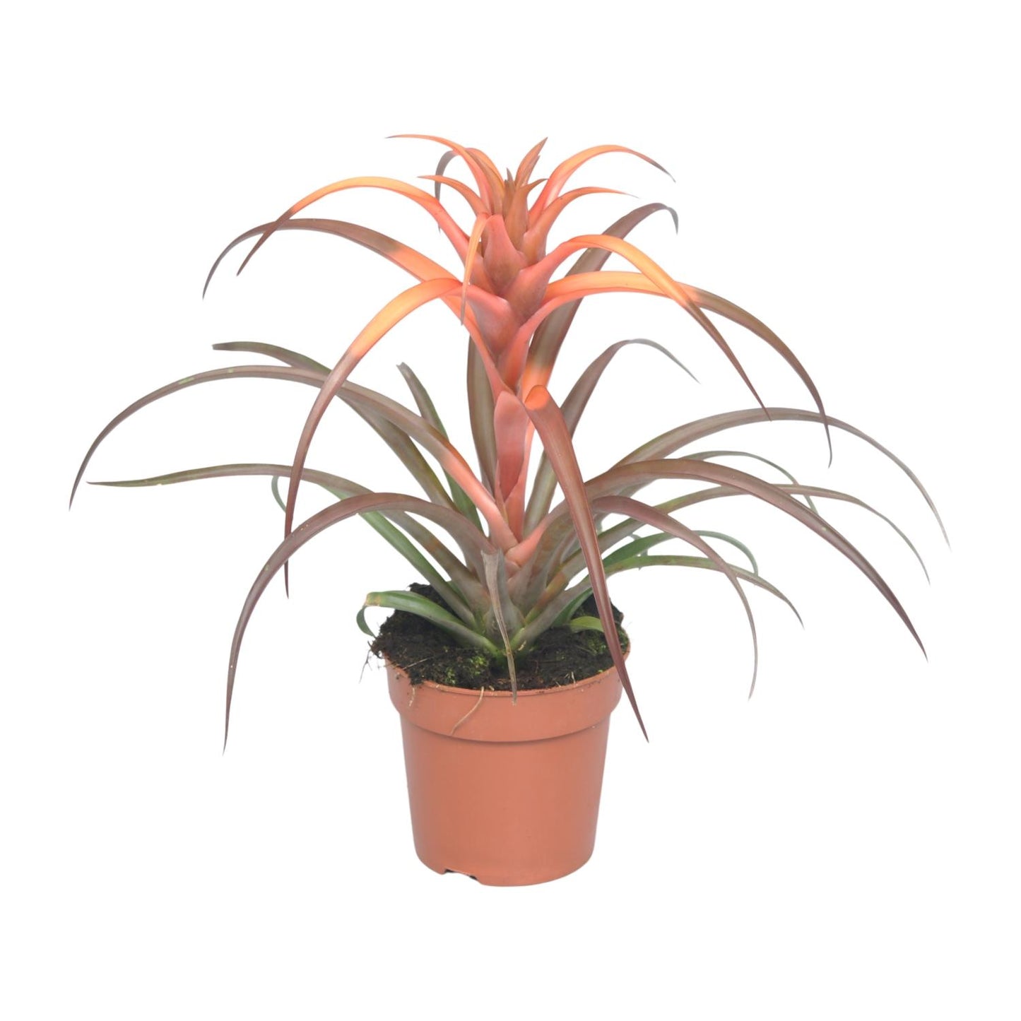 Tillandsia Capitata – pflegeleichte Luftpflanze Ø12cm