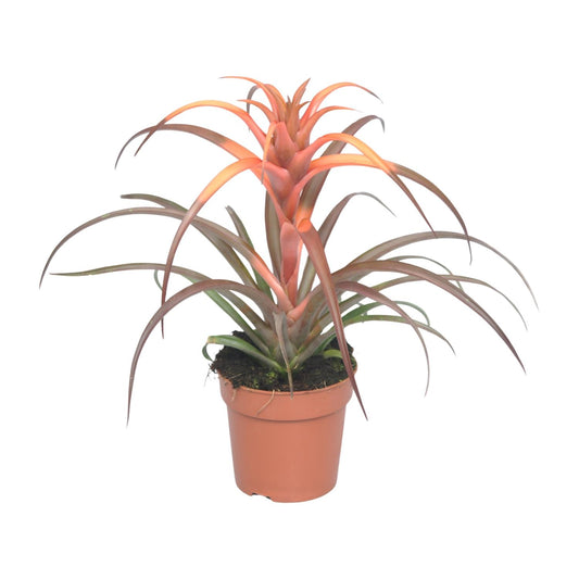 Tillandsia Capitata – pflegeleichte Luftpflanze Ø12cm