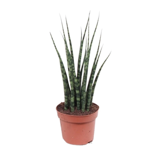 Sansevieria Fernwood Mikado – Pflegeleichte Zimmerpflanze Ø12cm