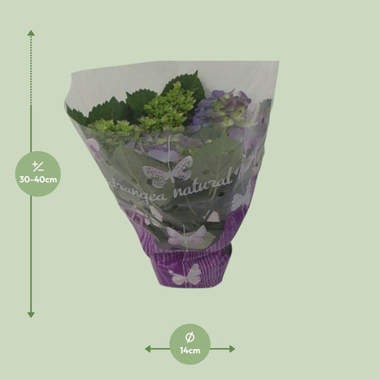 Endless Hortensie Blauw – Ø14cm, 35cm Höhe