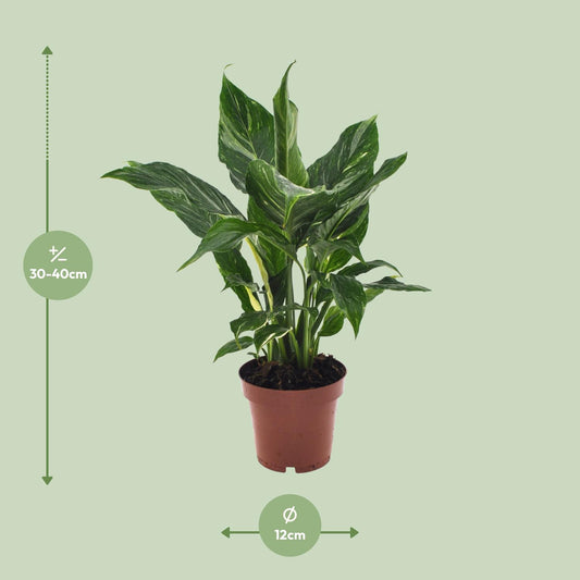 Friedenslilie Spathiphyllum Ø12cm, 40cm hoch – pflegeleicht & luftreinigend