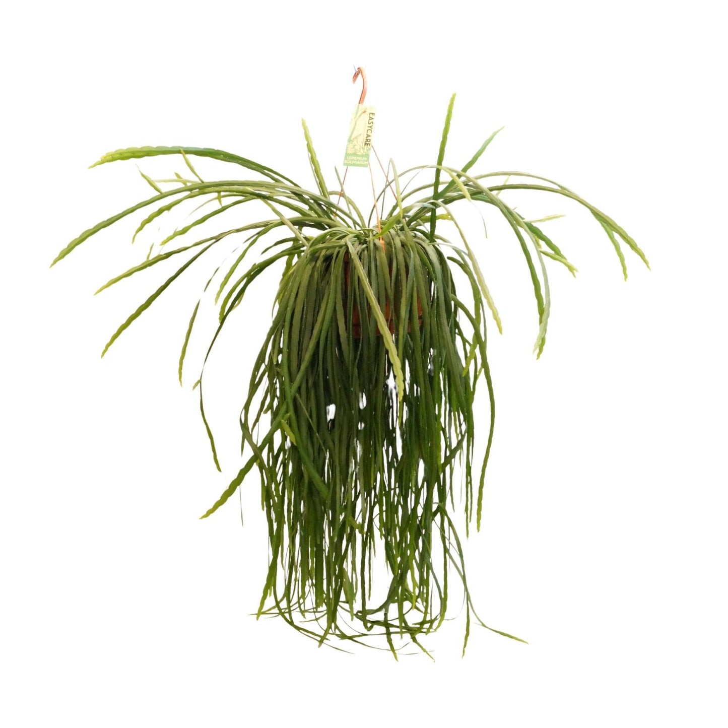 Lepismium bolivianum – Pflegeleichter Hängekaktus Ø21cm