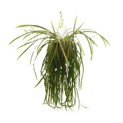Lepismium bolivianum – Pflegeleichter Hängekaktus Ø21cm