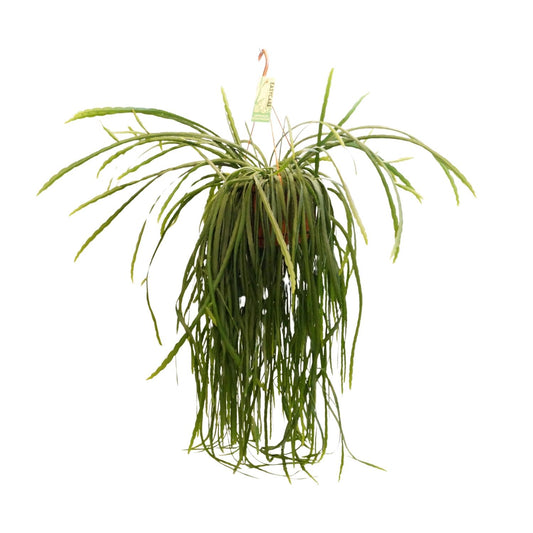 Lepismium bolivianum – Pflegeleichter Hängekaktus Ø21cm