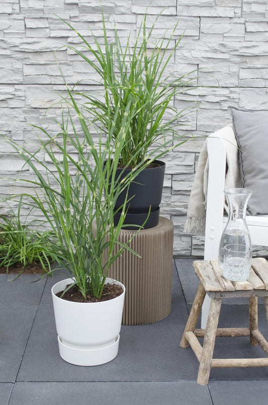 Zebragras Strictus – Exotisches Ziergras 60 cm