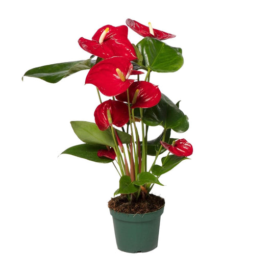 Flamingoblume Rot – Pflegeleichte Zimmerpflanze Ø17cm