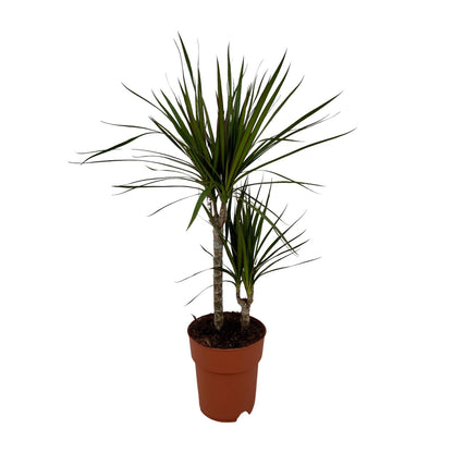 Dracaena Marginata Bicolor Ø19cm – Pflegeleichter Drachenbaum