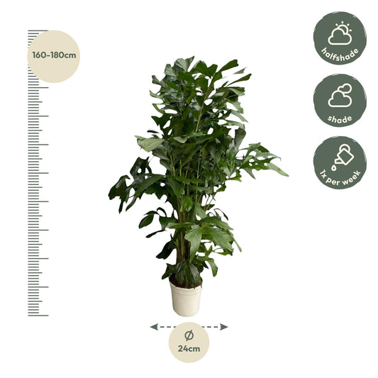 Caryota Mitis – Fischschwanzpalme 180 cm Ø27 cm