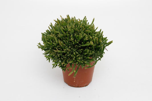 Rhipsalis Ewaldiana – Pflegeleichter Hängekaktus Ø12cm