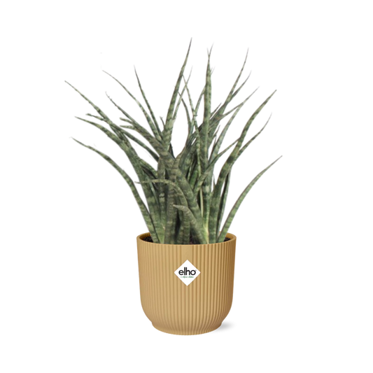 Sansevieria Fernwood Punk in ELHO Vibes Fold 14cm Gelb