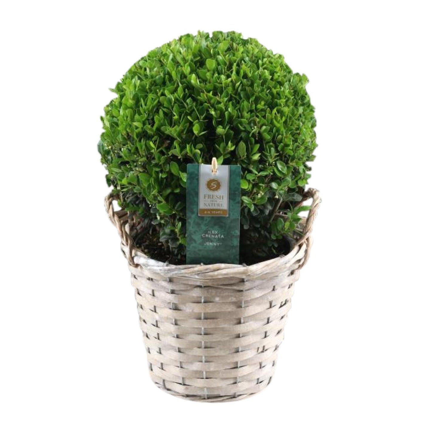 Ilex Crenata 'Jenny'® – Pflegeleichte Stechpalme Ø20cm