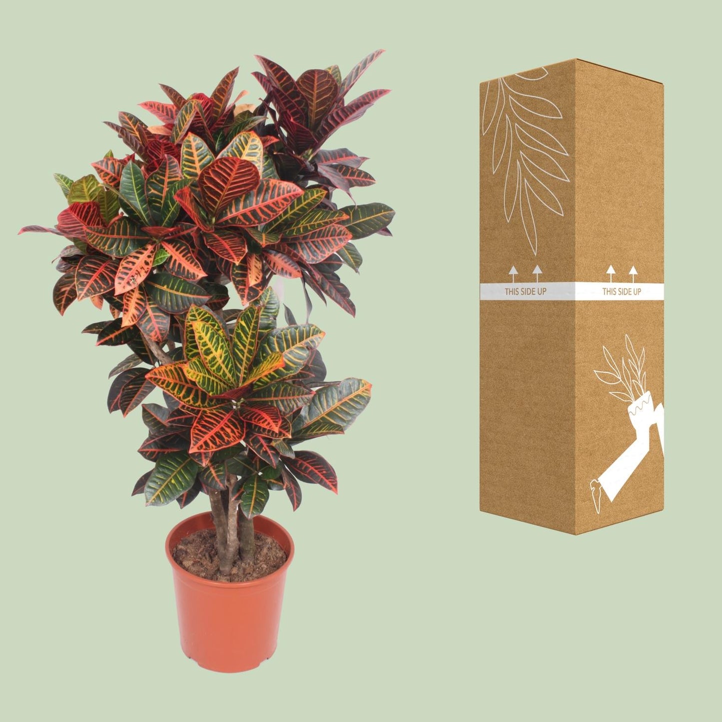 Codiaeum Petra (Croton Petra) – Farbintensive Zimmerpflanze Ø30cm