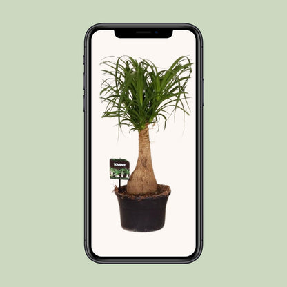 Beaucarnea Nolina – Pfiffiger Elefantenfuß Ø19 cm, 60 cm hoch