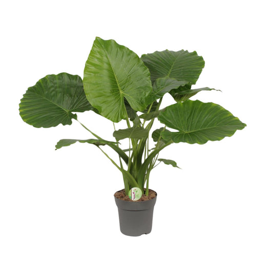 Alocasia Gageana California – Tropische Zimmerpflanze Ø21cm