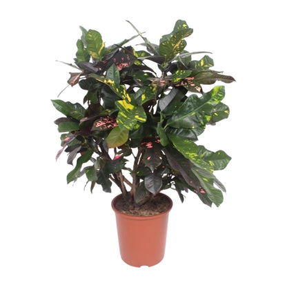 Codiaeum Magnificent (Croton) – Pflegeleichte Trendpflanze Ø27cm, 110cm hoch