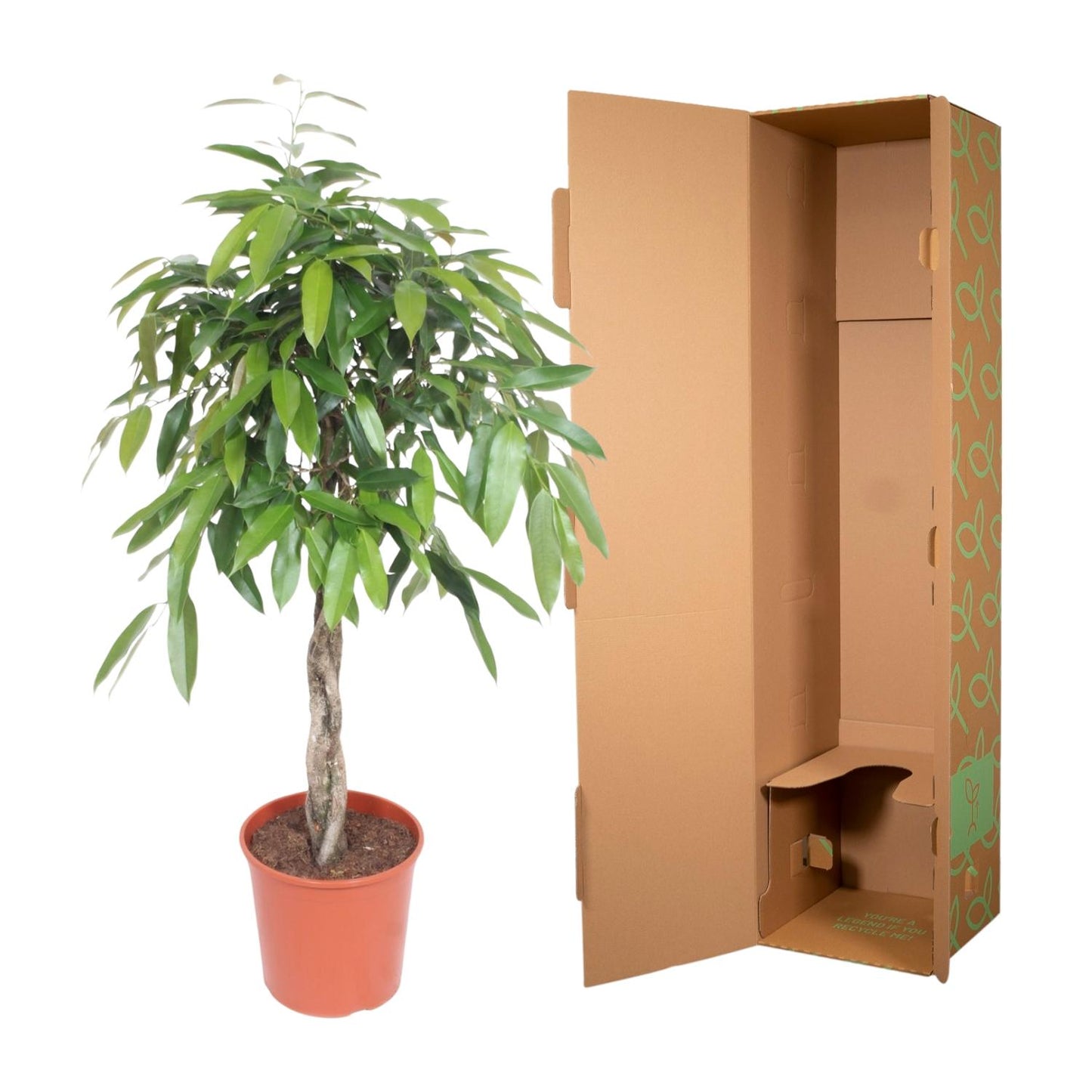 Ficus Amstel King mit geflochtenem Stamm – 140 cm