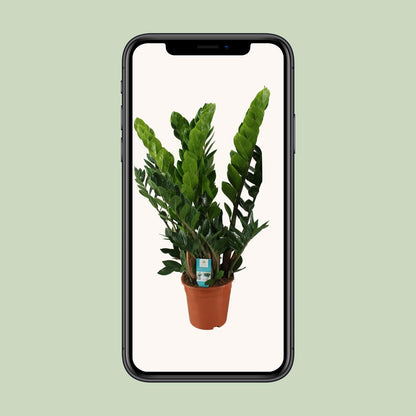 Zamioculcas Zamiifolia – Pflegeleichte ZZ-Pflanze Ø21cm