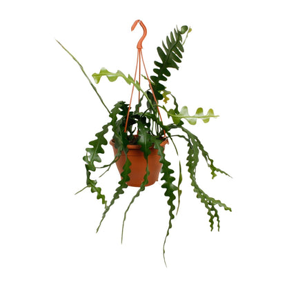 Epiphyllum Anguliger – Fischgrätenkaktus Ø17cm, 35cm hoch