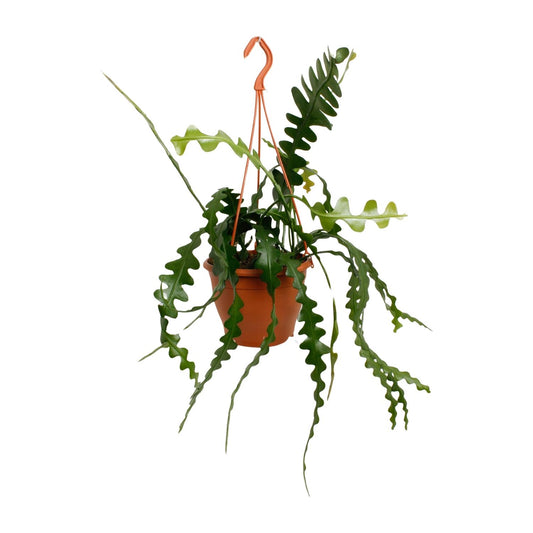 Epiphyllum Anguliger – Fischgrätenkaktus Ø17cm, 35cm hoch