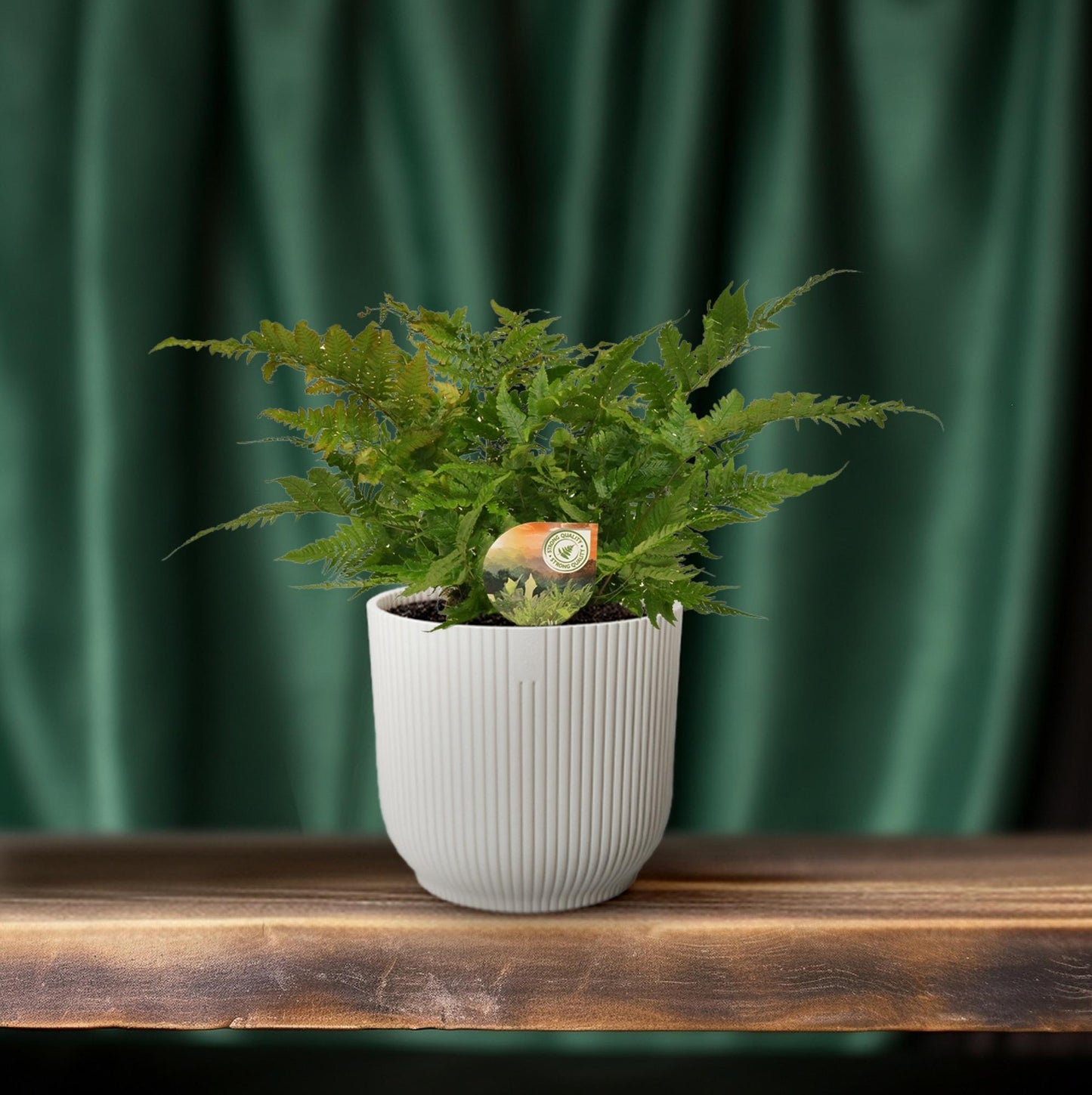 Dryopteris erythrosora – Japanischer Schildfarn Ø17cm, robust & pflegeleicht