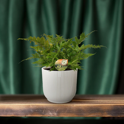 Dryopteris erythrosora – Japanischer Schildfarn Ø17cm, robust & pflegeleicht