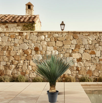 Yucca Rostrata – Robuste, pflegeleichte Zimmerpflanze 100-120 cm