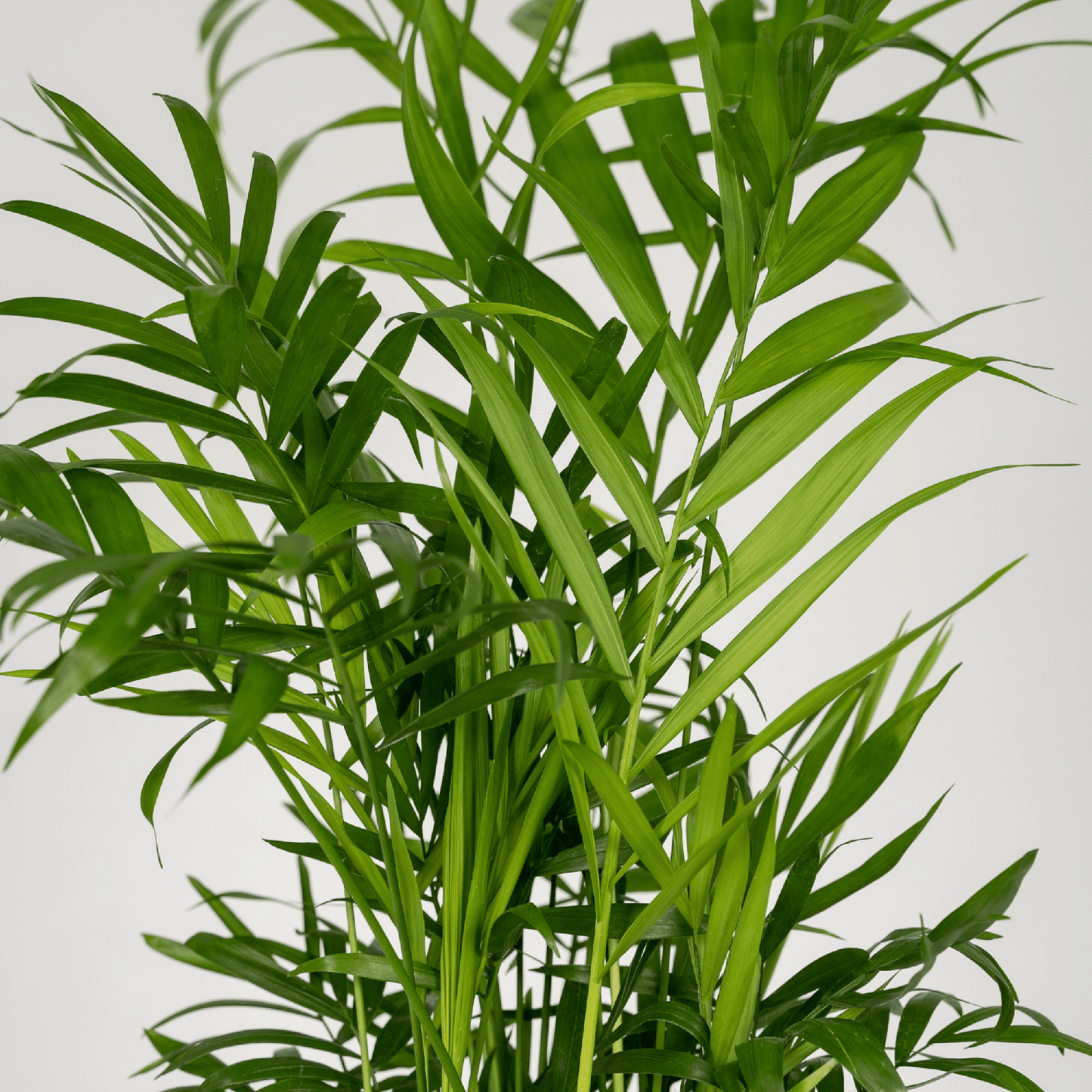Mexikanische Bergpalme 2er Set – pflegeleicht & elegant