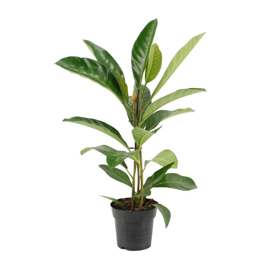 Ficus Benghalensis Roy – Pflegeleichte Zimmerpflanze Ø17cm
