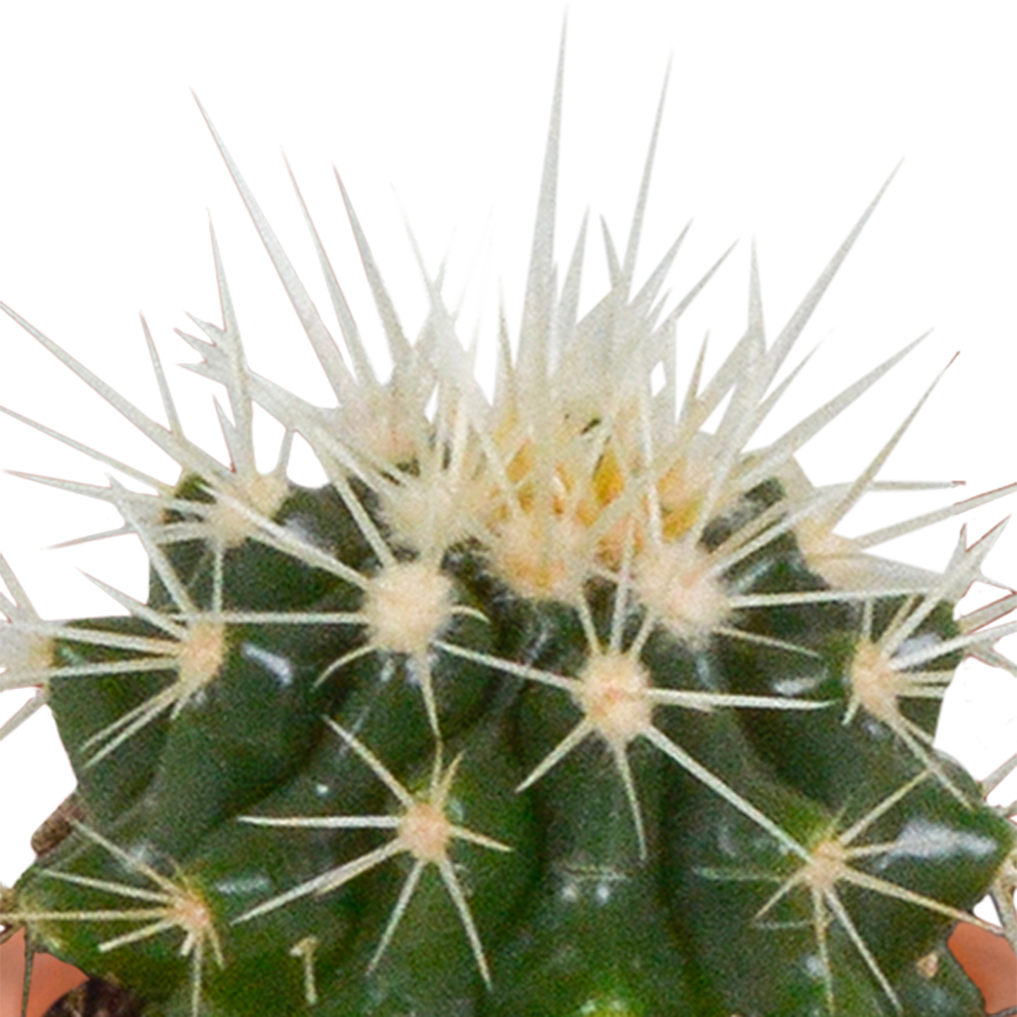 Kakteen & Sukkulenten Mischung 15er Set 5,5 cm