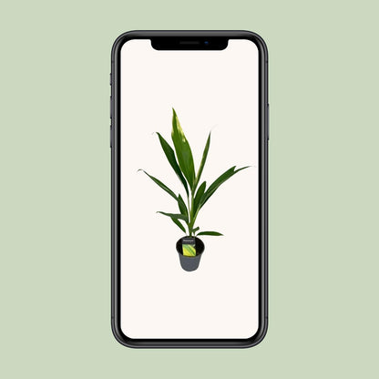 Cordyline Conga – Pflegeleichte tropische Zimmerpflanze Ø12cm