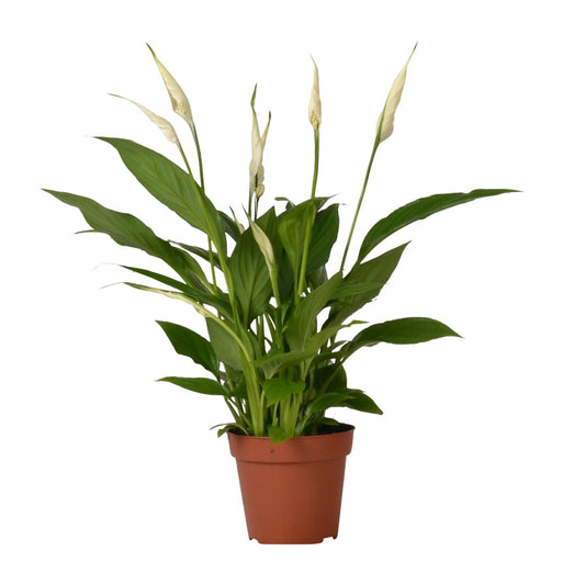 Spathiphyllum Bingo Cupido – Luftreinigende Zimmerpflanze Ø12cm