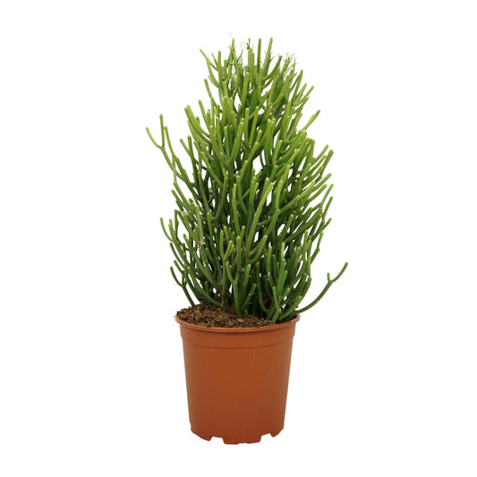 Euphorbia Tirucalli – Pflegeleichte & robuste Zimmerpflanze Ø21cm