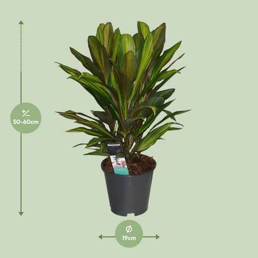 Cordyline Kiwi – Tropische, pflegeleichte Zimmerpflanze Ø19cm