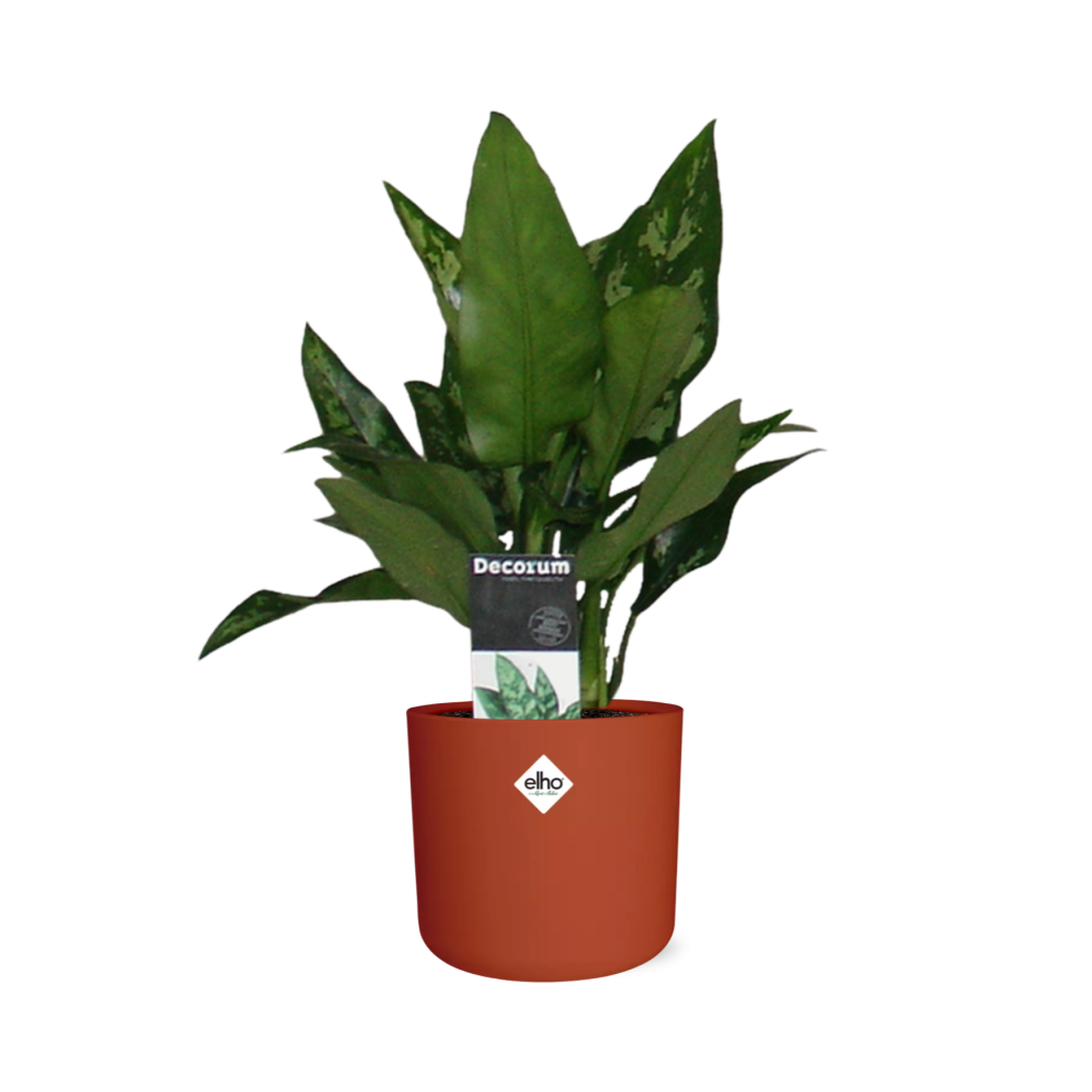 Aglaonema Maria in ELHO b.for soft rond 14cm brique