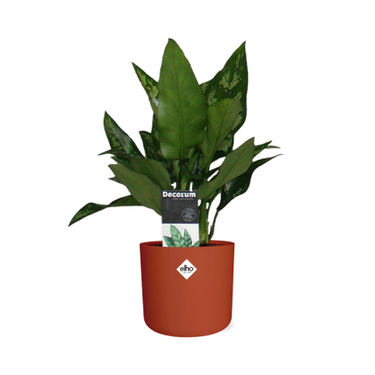 Aglaonema Maria in ELHO b.for soft rond 14cm brique