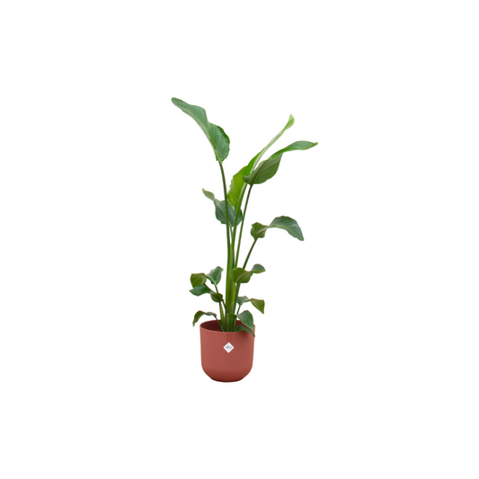 Strelitzia Nicolai mit elho Jazz Round Topf Ø23 cm, 100 cm